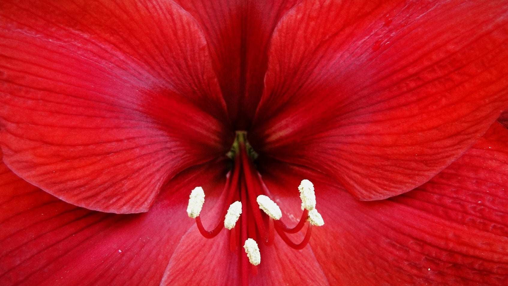 Hibiskus AgilNature