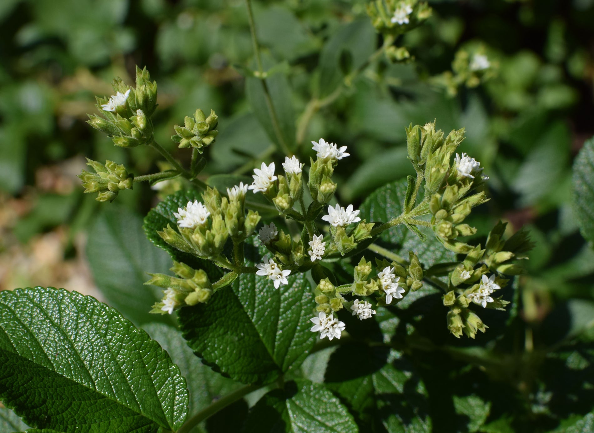 Stevia AgilNature